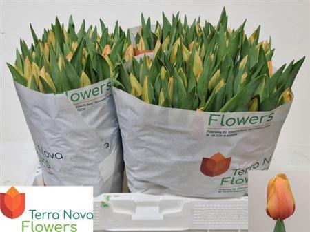 Tu En Salmon Lalibel