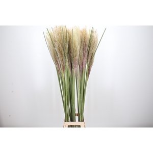 Cortaderia Overig
