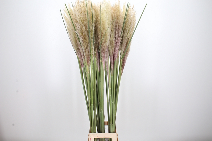 <h4>Cortaderia Overig</h4>