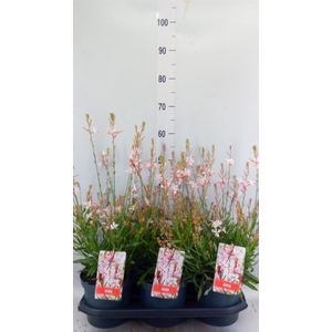 Gaura lindheimeri 'Geyser White'