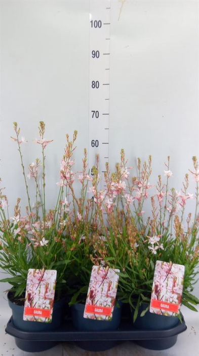<h4>Gaura lindheimeri 'Geyser White'</h4>
