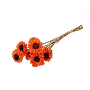 Bundle Germini 10 Pcs L50W25H60