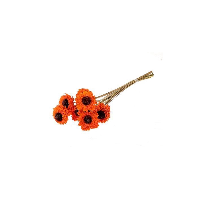 <h4>Bundle Germini 10 Pcs L50W25H60</h4>