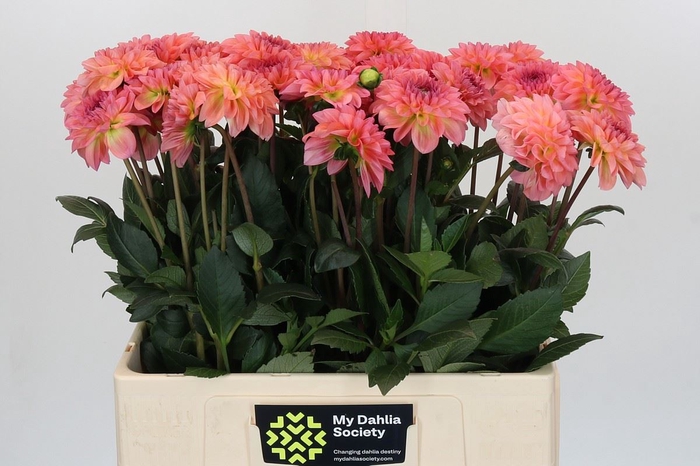 <h4>Dahlia DE 'Chanel'</h4>