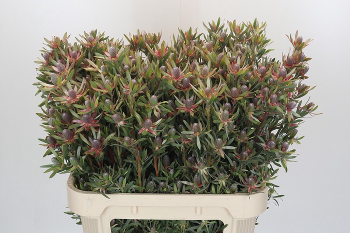 <h4>Leucadendron Ayoba Star Pearl</h4>
