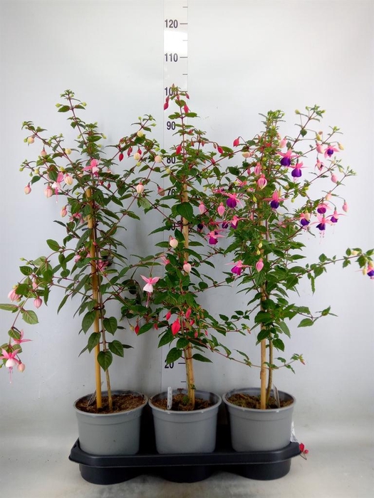 <h4>Fuchsia   ...</h4>