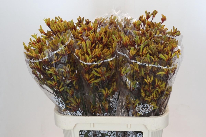 Anigozanthos Gold Fever