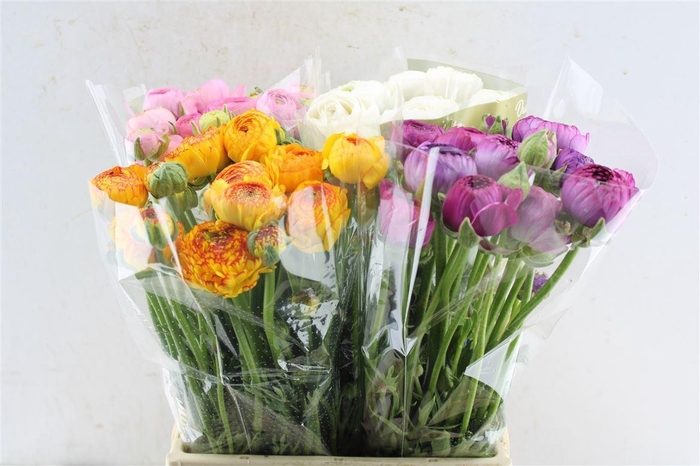 <h4>Ran Gemengd In Fust</h4>