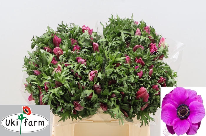 <h4>ANEM CO GALIL PURPER</h4>