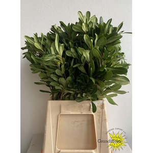 Pitto Ralphii 250 Gram GF