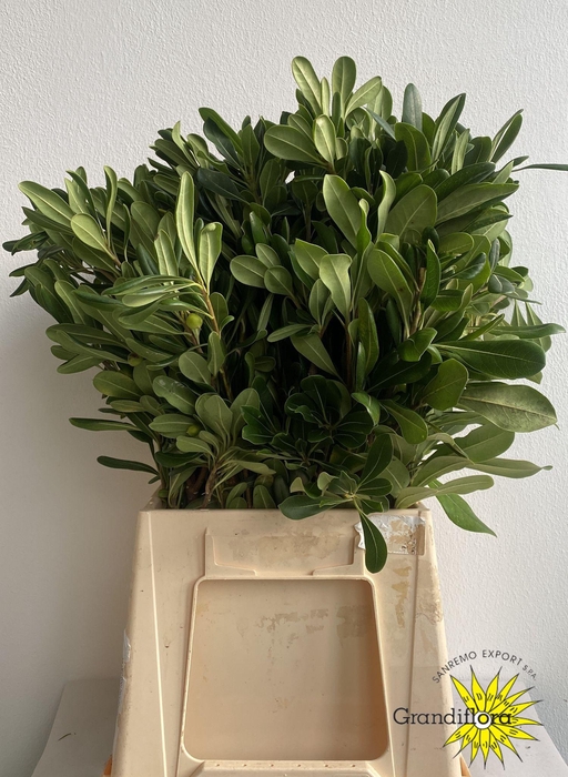 <h4>Pitto Ralphii 250 Gram GF</h4>