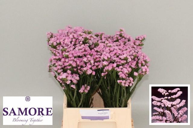 <h4>Lim S Rosel Su Birds</h4>