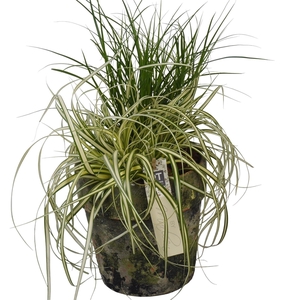Arr.   Tuinplanten L%