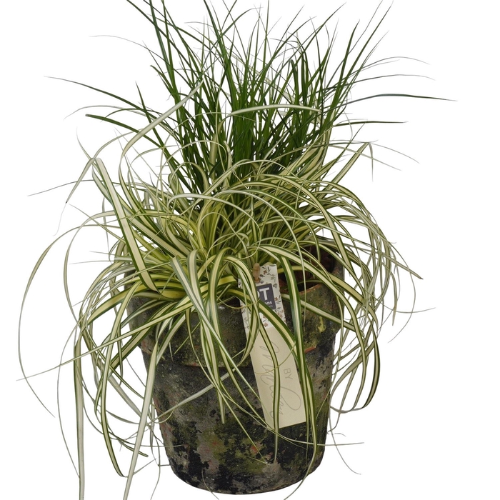 <h4>Arr.   Tuinplanten L%</h4>
