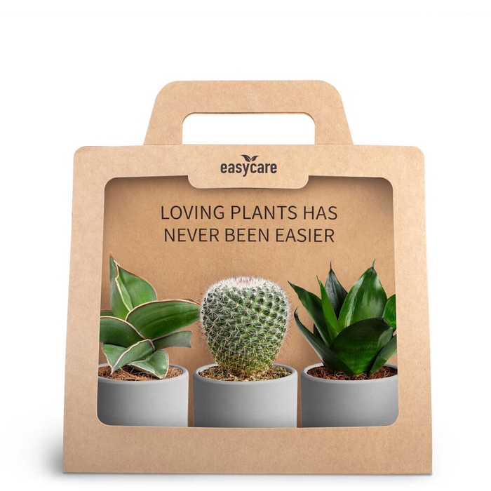 <h4>3-Pack Raw Grey</h4>