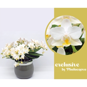 Nazare met keramiek pot