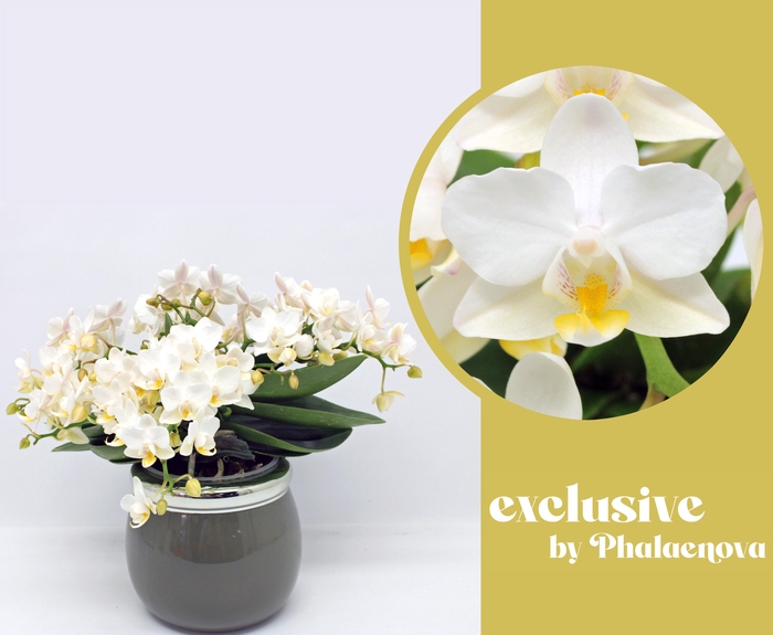 <h4>Nazare met keramiek pot</h4>