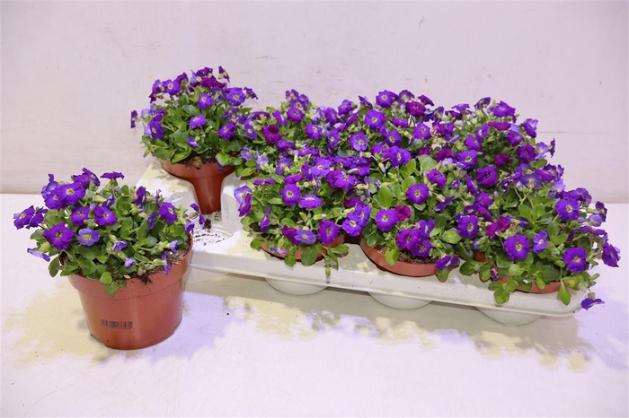 <h4>Aubr Gracilis Kitte</h4>