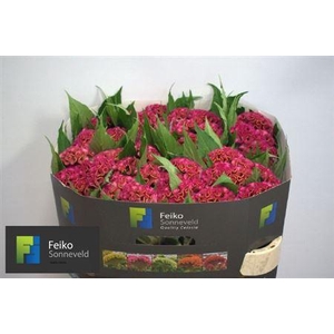 Celosia Cristata Grp 'Act Rima'