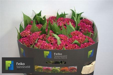 <h4>Celosia Cristata Grp 'Act Rima'</h4>