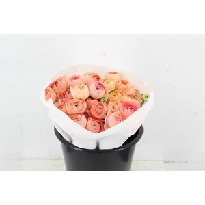 RAN SUCCES GRANPASTEL