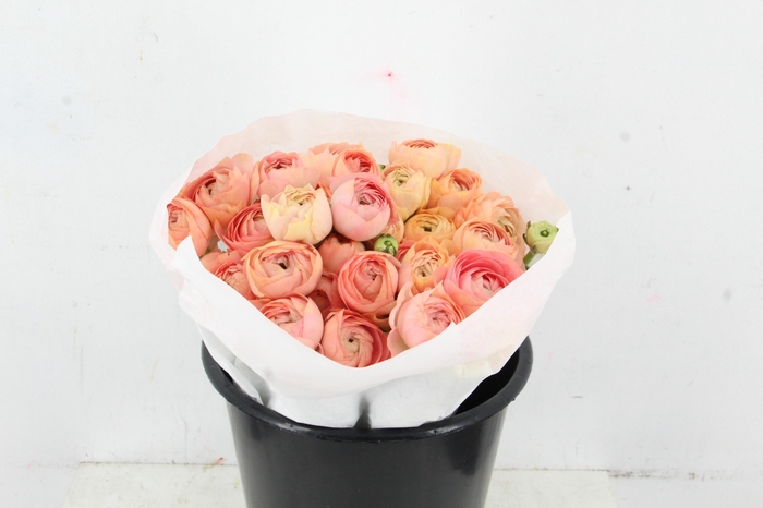 <h4>RAN SUCCES GRANPASTEL</h4>