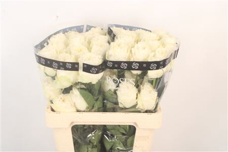 <h4>R Gr Ec Angel Kiss</h4>