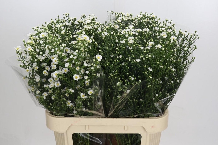 <h4>Aster Paquita</h4>