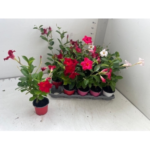 MANDEVILLA OV