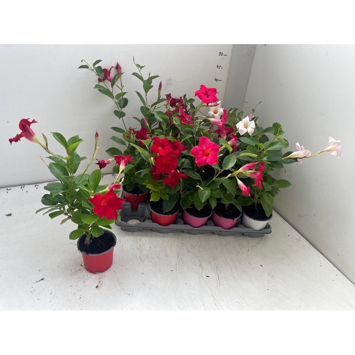<h4>MANDEVILLA OV</h4>
