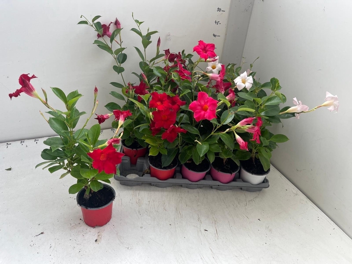MANDEVILLA OV