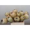 Protea Barbigera White No leaves