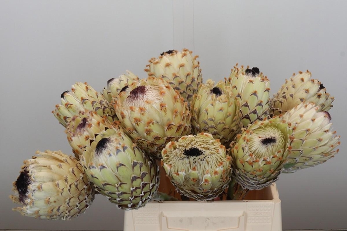 <h4>Protea Barbigera White No leaves</h4>