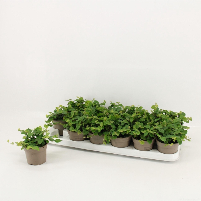 <h4>Ficus pumila 'Sunny Green'</h4>