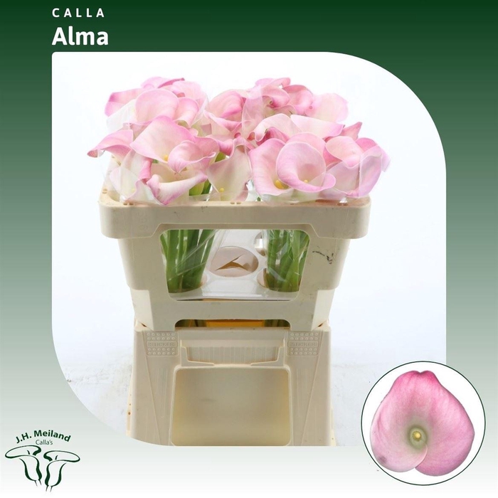 <h4>Calla Alma | XXL</h4>