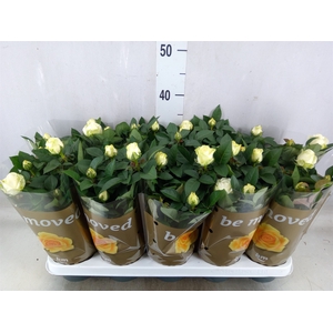 Rosa  'White Beau Monde'