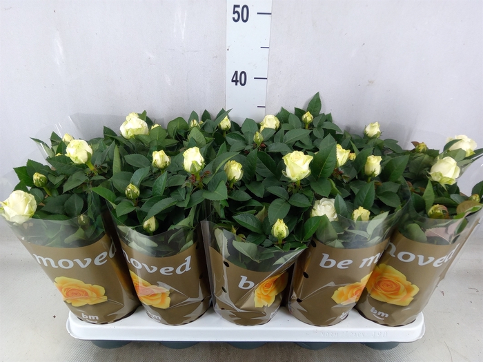 <h4>Rosa  'White Beau Monde'</h4>