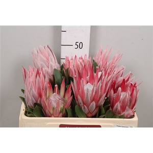 Protea Cynaroides