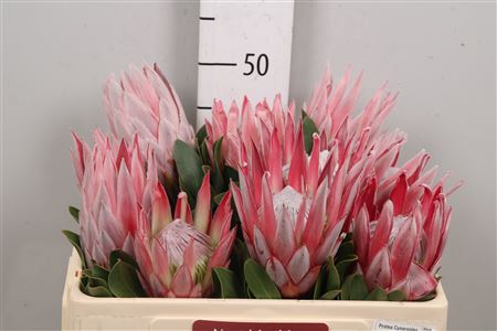 <h4>Protea Cynaroides</h4>