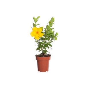 DIPLADENIA GOLDEN P14 PREMIUM