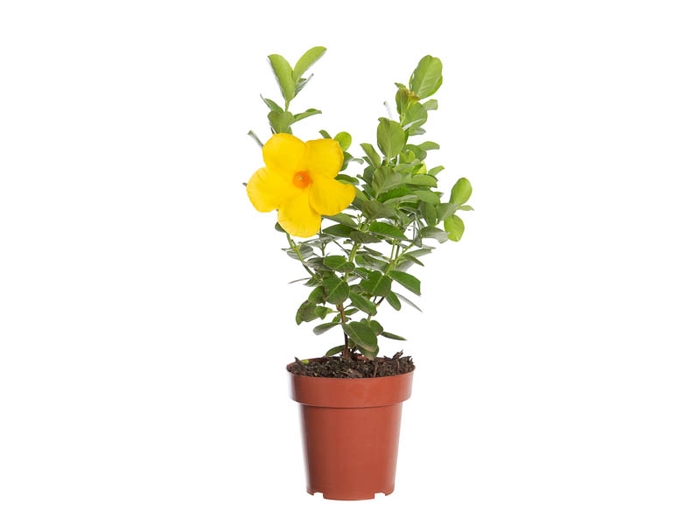DIPLADENIA GOLDEN P14 PREMIUM