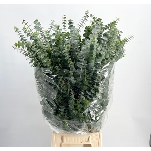 Leaf eucalyptus baby blue per bunch