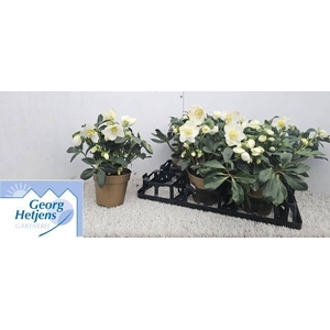 HELLEB HGC JASPER P15 30+