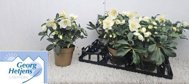 <h4>HELLEB HGC JASPER P15 30+</h4>