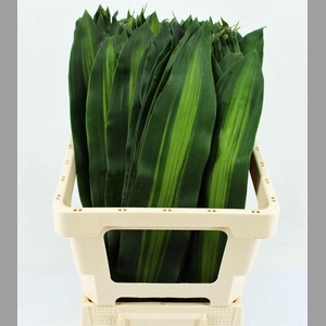 Drac Massangeana Bont 72cm