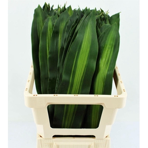 Drac Massangeana Bont 72cm