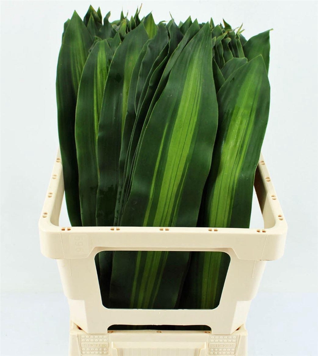 <h4>Drac Massangeana Bont 72cm</h4>