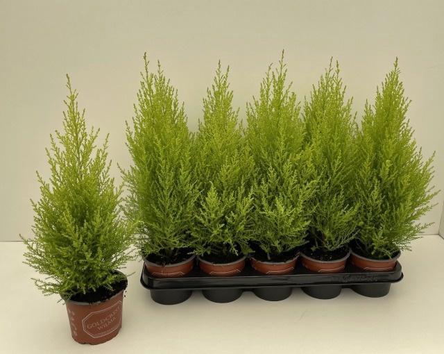 <h4>CUPR MA GOLDC WILMA</h4>