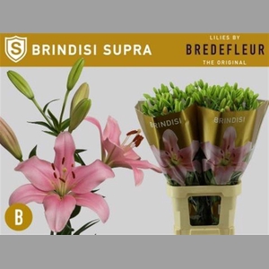 Li La Brindisi Supra