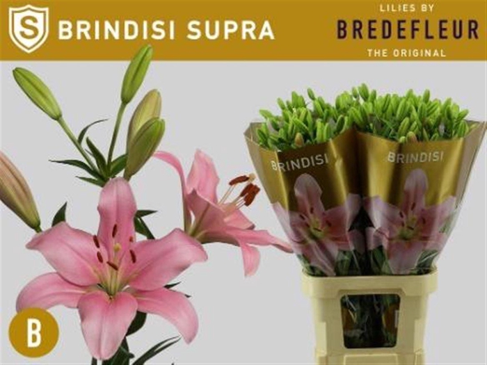 Li La Brindisi Supra